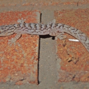 Christinus marmoratus at Hawker, ACT - 26 Jan 2018