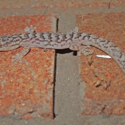 Christinus marmoratus (Southern Marbled Gecko) at Hawker, ACT - 26 Jan 2018 by Philip