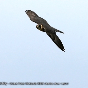 Falco longipennis at Orient Point Wetlands Bushcare - 24 Nov 2017