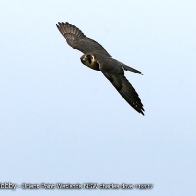 Falco longipennis (Australian Hobby) at Orient Point Wetlands Bushcare - 23 Nov 2017 by Charles Dove