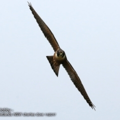 Falco longipennis at Orient Point Wetlands Bushcare - 24 Nov 2017