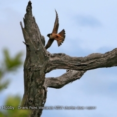 Falco longipennis at Orient Point Wetlands Bushcare - 24 Nov 2017