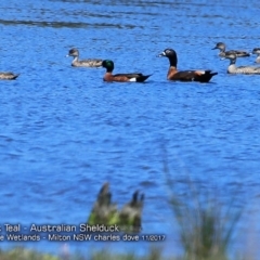 Tadorna tadornoides (Australian Shelduck) at Milton, NSW - 21 Nov 2017 by CharlesDove