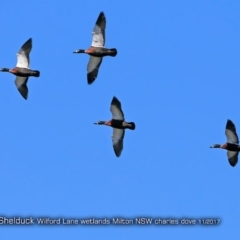 Tadorna tadornoides at Milton, NSW - 21 Nov 2017 12:00 AM