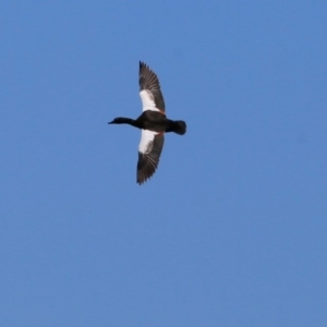 Tadorna tadornoides at Milton, NSW - 21 Nov 2017