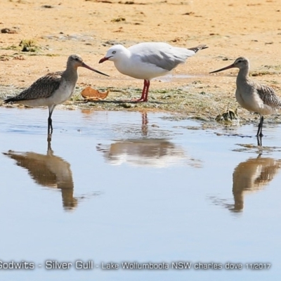 Limosa lapponica (Bar-tailed Godwit) at Undefined - 16 May 2018 by Charles Dove