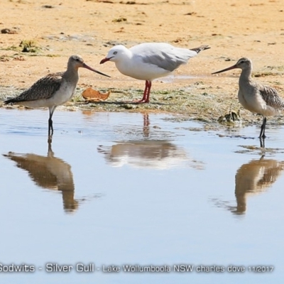 Limosa lapponica (Bar-tailed Godwit) at Undefined - 17 May 2018 by CharlesDove