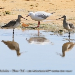 Limosa lapponica (Bar-tailed Godwit) at Undefined - 16 May 2018 by Charles Dove