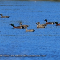 Anas castanea (Chestnut Teal) at Undefined - 15 May 2018 by Charles Dove