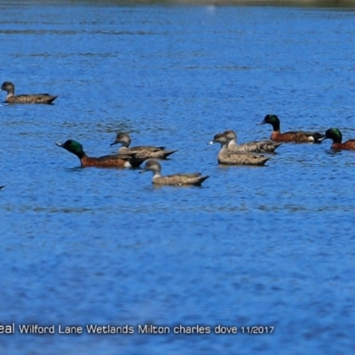 Anas castanea (Chestnut Teal) at Undefined - 14 May 2018 by Charles Dove