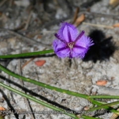 Thysanotus juncifolius (Branching Fringe Lily) at South Pacific Heathland Reserve - 19 Nov 2017 by Charles Dove