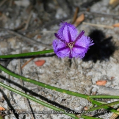Thysanotus juncifolius (Branching Fringe Lily) at South Pacific Heathland Reserve - 19 Nov 2017 by Charles Dove
