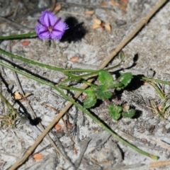 Thysanotus juncifolius at South Pacific Heathland Reserve - 20 Nov 2017 12:00 AM