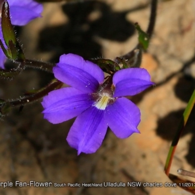 Scaevola ramosissima (Hairy Fan-flower) at South Pacific Heathland Reserve - 21 Nov 2017 by Charles Dove