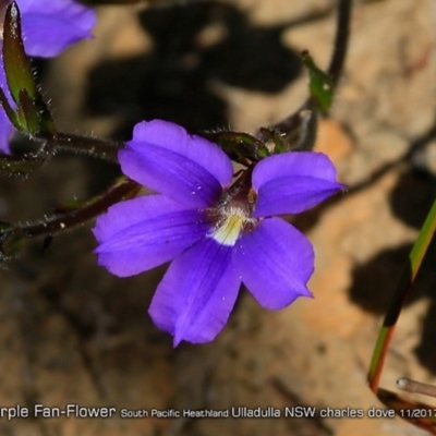 Scaevola ramosissima (Hairy Fan-flower) at South Pacific Heathland Reserve - 22 Nov 2017 by CharlesDove