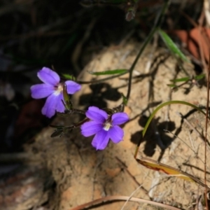 Scaevola ramosissima at South Pacific Heathland Reserve - 22 Nov 2017 12:00 AM