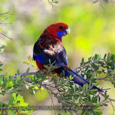 Platycercus elegans (Crimson Rosella) at South Pacific Heathland Reserve - 19 Nov 2017 by Charles Dove