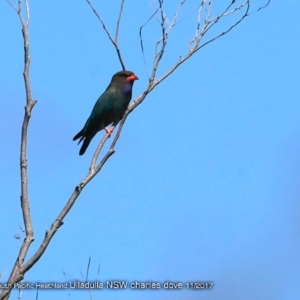 Eurystomus orientalis at South Pacific Heathland Reserve - 23 Nov 2017