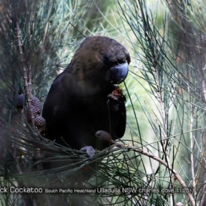 Calyptorhynchus lathami lathami at South Pacific Heathland Reserve - 19 Nov 2017