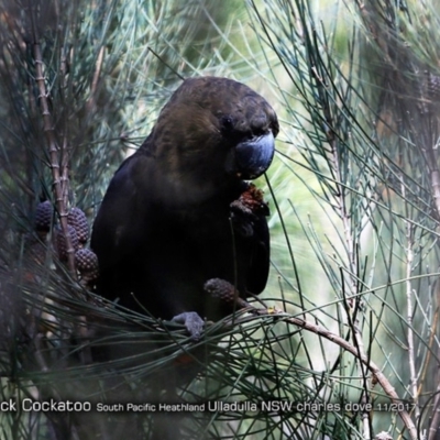 Calyptorhynchus lathami lathami (Glossy Black-Cockatoo) at South Pacific Heathland Reserve - 18 Nov 2017 by Charles Dove