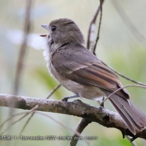 Pachycephala pectoralis at Narrawallee Foreshore and Reserves Bushcare Group - 20 Nov 2017 12:00 AM