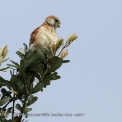 Falco cenchroides (Nankeen Kestrel) at Culburra Beach - Lake Wollumboola Bushcare - 23 Nov 2017 by Charles Dove