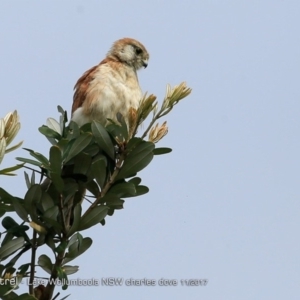 Falco cenchroides at Culburra Beach - Lake Wollumboola Bushcare - 24 Nov 2017