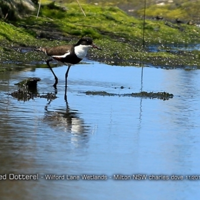 Erythrogonys cinctus (Red-kneed Dotterel) at Undefined - 21 Nov 2017 by Charles Dove