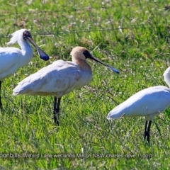 Platalea regia (Royal Spoonbill) at Undefined - 22 Nov 2017 by CharlesDove