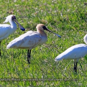 Platalea regia at undefined - 22 Nov 2017 12:00 AM