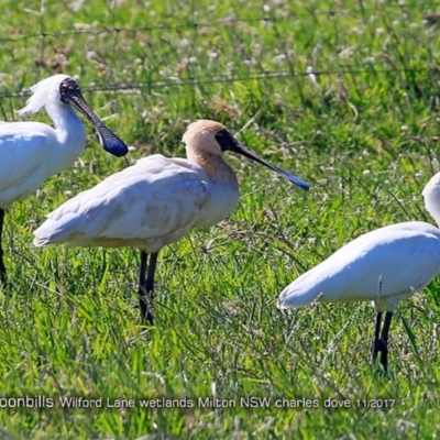 Platalea regia (Royal Spoonbill) at Undefined - 22 Nov 2017 by CharlesDove