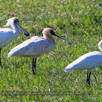 Platalea regia (Royal Spoonbill) at Undefined - 21 Nov 2017 by Charles Dove