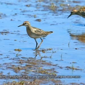 Calidris acuminata at undefined - 22 Nov 2017 12:00 AM