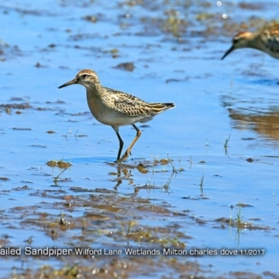 Calidris acuminata (Sharp-tailed Sandpiper) at Undefined - 22 Nov 2017 by CharlesDove