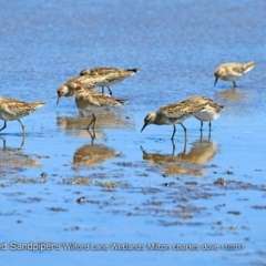 Calidris acuminata at undefined - 22 Nov 2017 12:00 AM