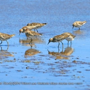 Calidris acuminata at undefined - 22 Nov 2017 12:00 AM