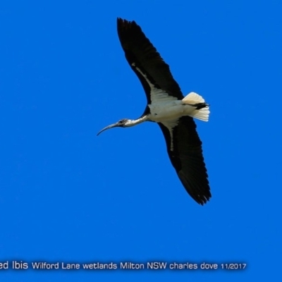 Threskiornis spinicollis (Straw-necked Ibis) at Undefined - 22 Nov 2017 by CharlesDove