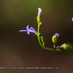 Lobelia dentata (Toothed Lobelia) at South Pacific Heathland Reserve - 21 Nov 2017 by CharlesDove