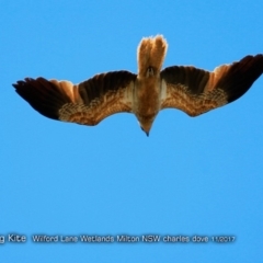 Haliastur sphenurus (Whistling Kite) at Undefined - 22 Nov 2017 by CharlesDove