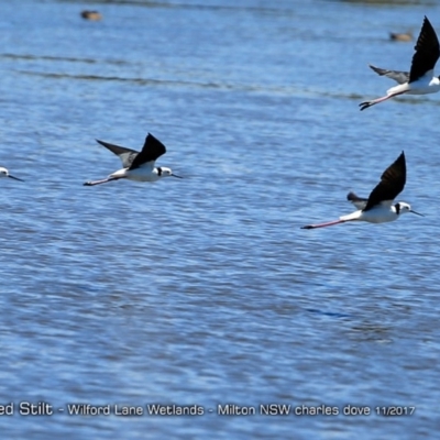 Himantopus leucocephalus (Pied Stilt) at Undefined - 22 Nov 2017 by CharlesDove