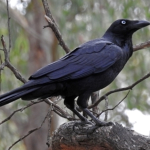 Corvus coronoides at Tennent, ACT - 27 May 2018