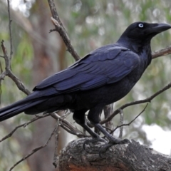 Corvus coronoides (Australian Raven) at Tennent, ACT - 27 May 2018 by RodDeb
