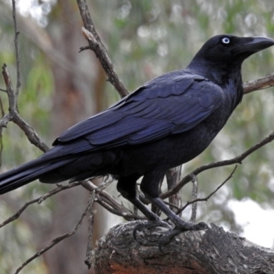 Corvus coronoides (Australian Raven) at Namadgi National Park - 27 May 2018 by RodDeb
