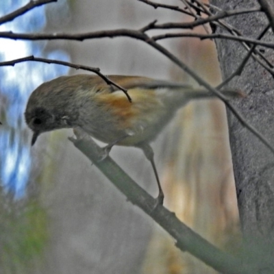 Acanthiza pusilla (Brown Thornbill) at Tennent, ACT - 27 May 2018 by RodDeb