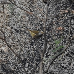 Acanthiza pusilla at Tennent, ACT - 27 May 2018 12:12 PM