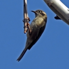 Melithreptus brevirostris (Brown-headed Honeyeater) at Tennent, ACT - 27 May 2018 by RodDeb