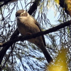 Melithreptus brevirostris at Tennent, ACT - 27 May 2018