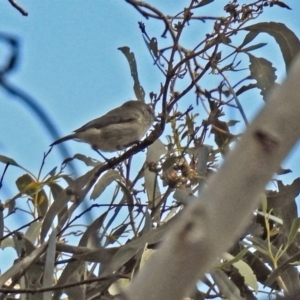 Acanthiza lineata at Tennent, ACT - 27 May 2018