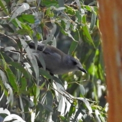 Colluricincla harmonica (Grey Shrikethrush) at Tennent, ACT - 27 May 2018 by RodDeb