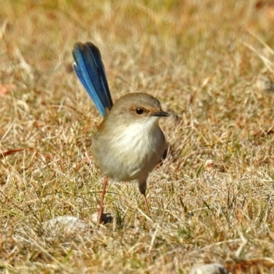 Malurus cyaneus (Superb Fairywren) at Tennent, ACT - 27 May 2018 by RodDeb